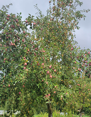 Apfelbaum