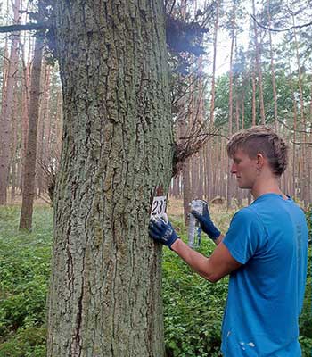 Carl markiert einen Baum mit weißer Spühfarbe