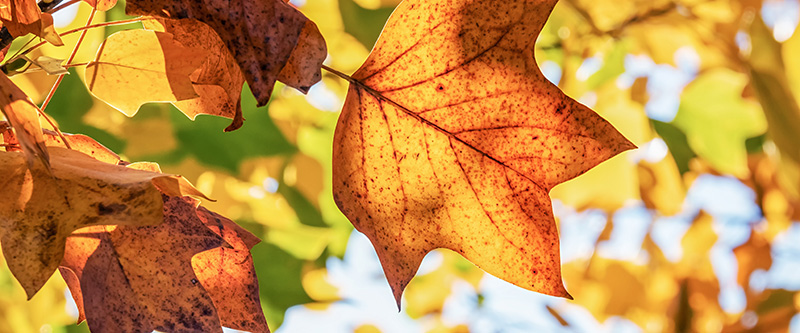 herbstblätter im licht